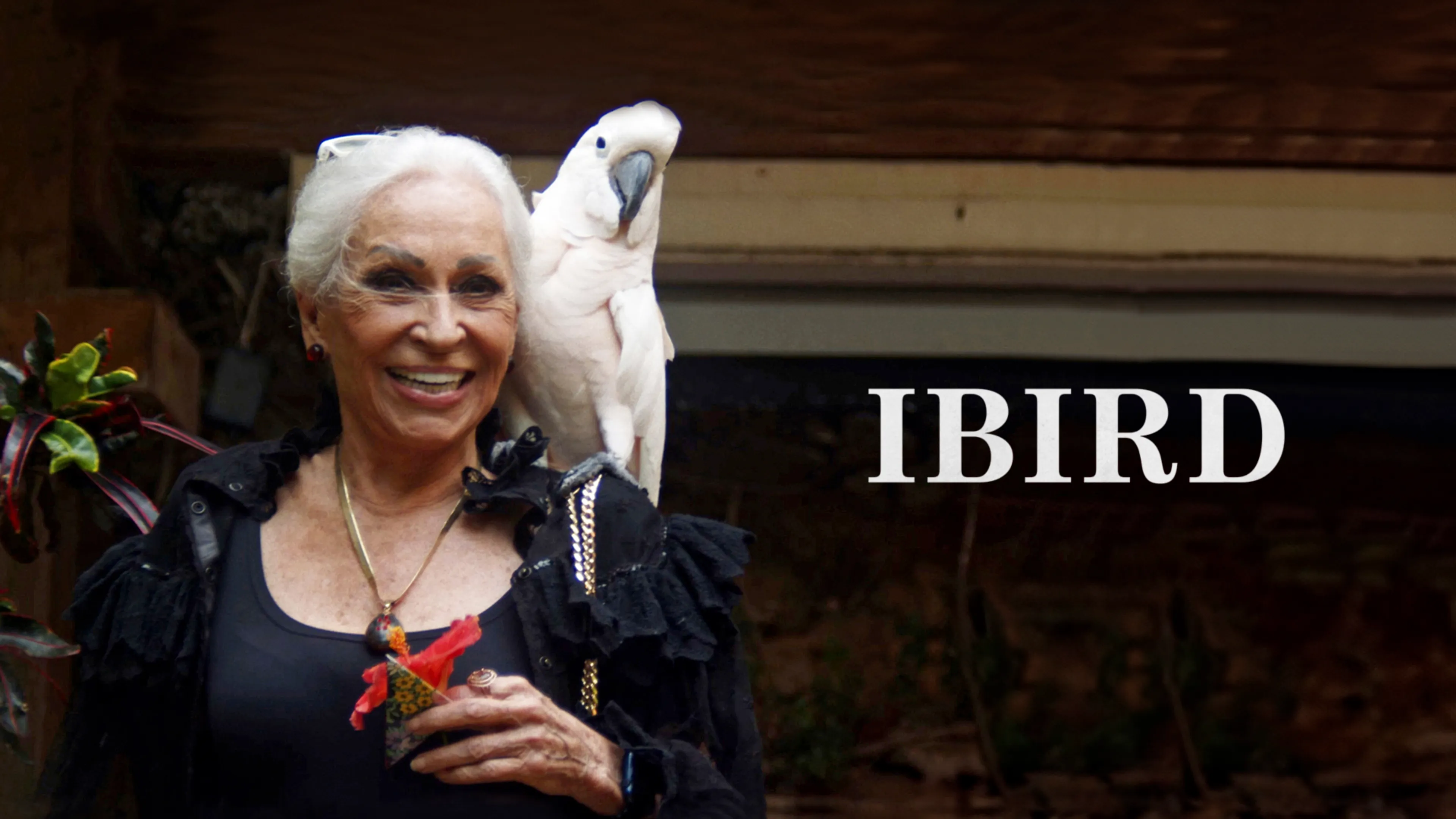 IBird poster